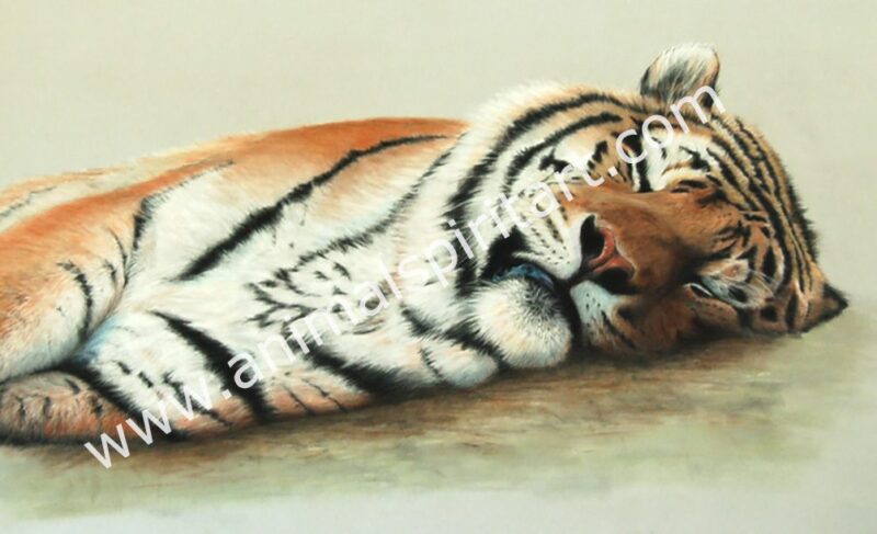 pastel painting of an Amur Tiger