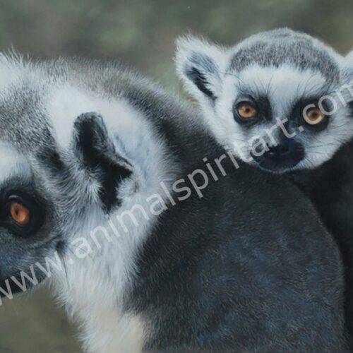 Ringtailed Lemur and Baby