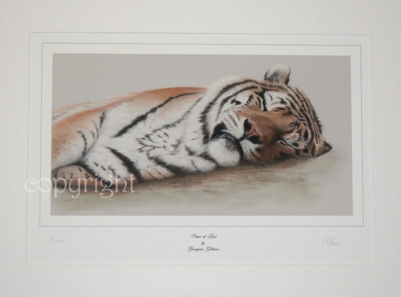 pastel painting of an Amur Tiger