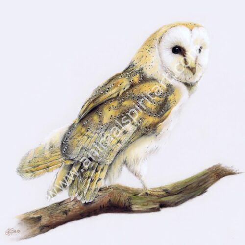 Picture of a Barn owl on a branch