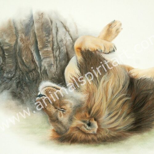 Picture of a lion lying on his back