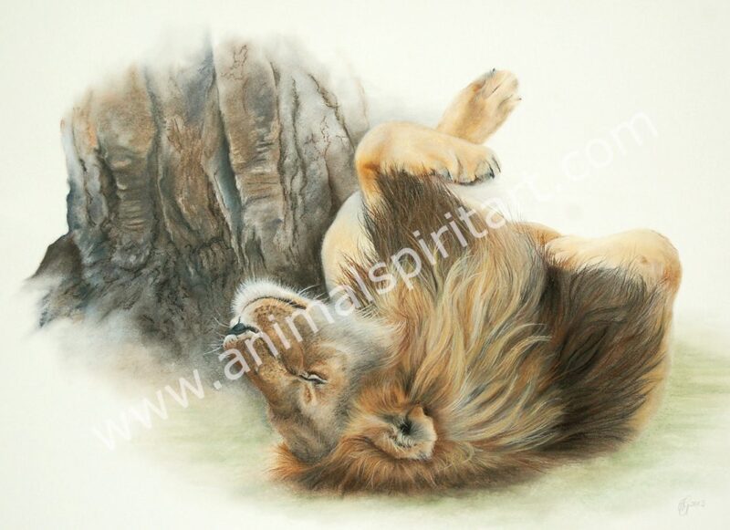 Picture of a lion lying on his back