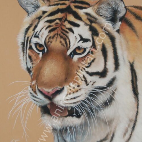 Tiger - an Endangered Beauty