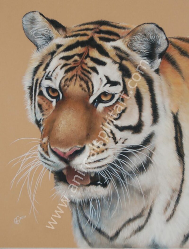 Tiger - an Endangered Beauty