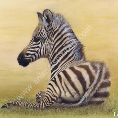 Young zebra sitting down