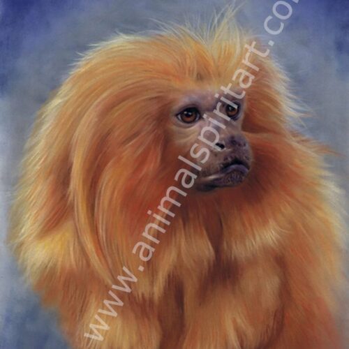 pastel painting of a Golden Lion Tamarin