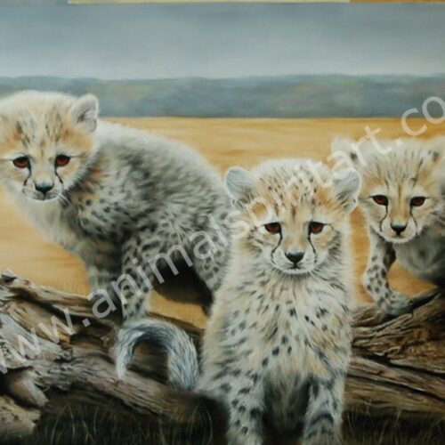 3 cheetah cubs looking alert