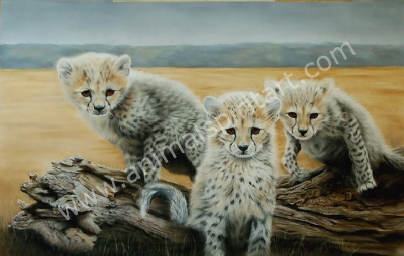 3 cheetah cubs looking alert