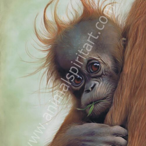 Baby Orangutan Clinging on to Mum