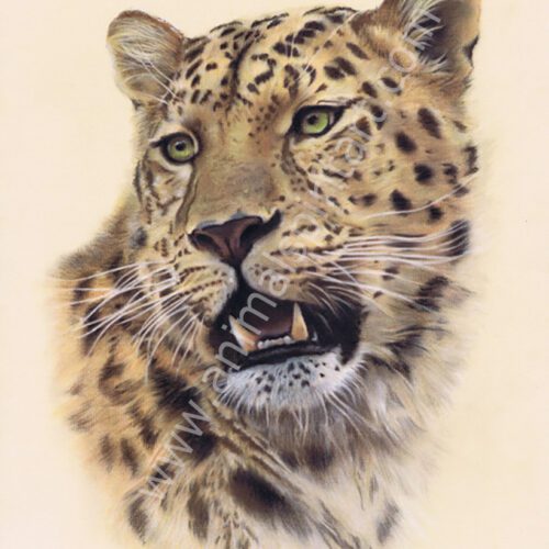 Head of Leopard