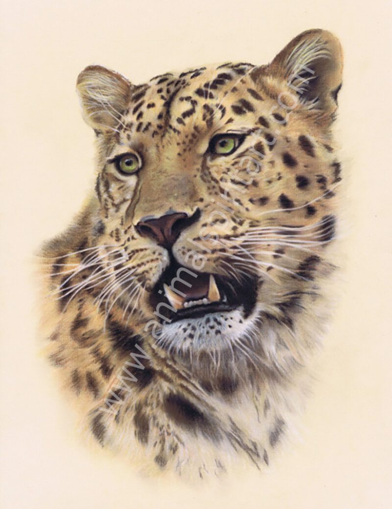 Head of Leopard