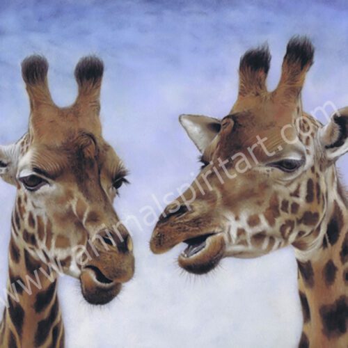 Giraffes 'talking'