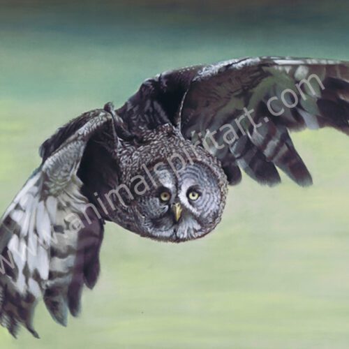 great grey owl in flight