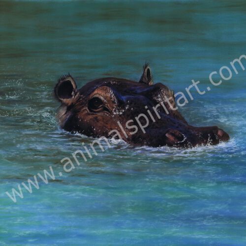 Hippo head just showing above the water