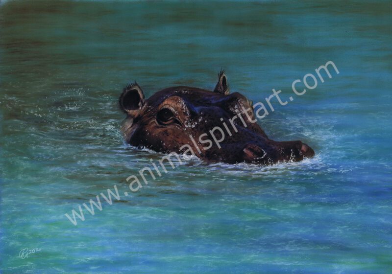 Hippo head just showing above the water