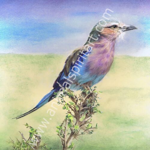 lilac breasted roller