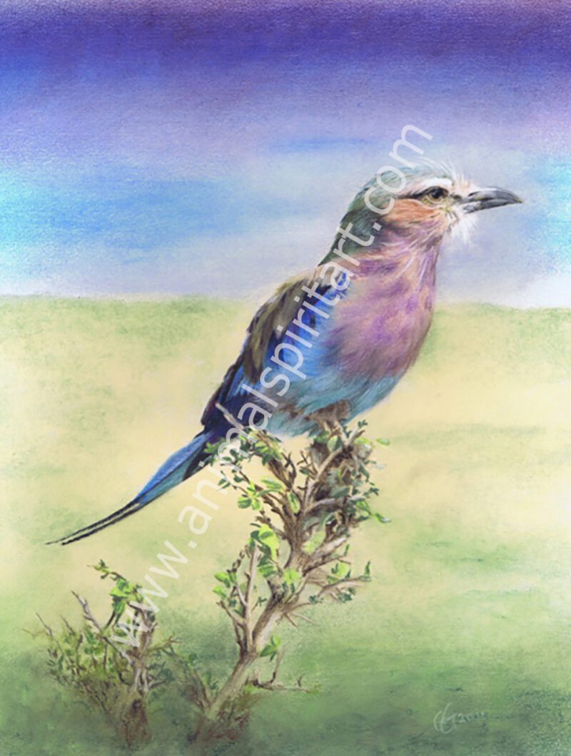 lilac breasted roller