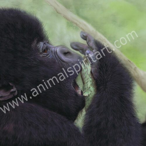 Gorilla baby tasting a twig