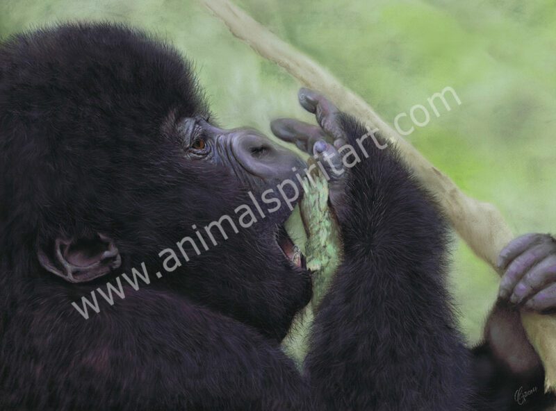 Gorilla baby tasting a twig