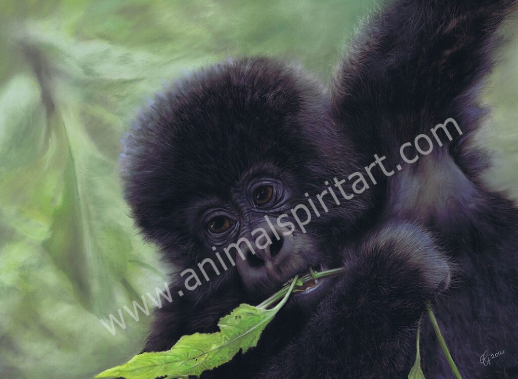 Baby gorilla in the trees
Finalist in David Shepherd Wildlife Artist of the Year competition 2014.