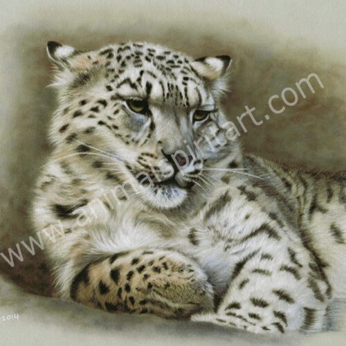 Snow leopard