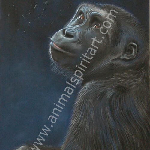 Chimpanzee looking at the night sky