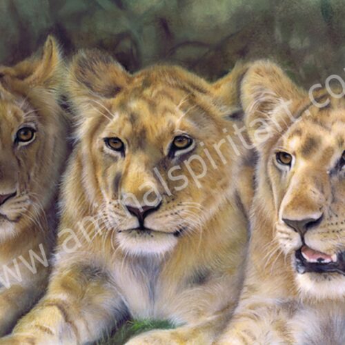 Three young lions