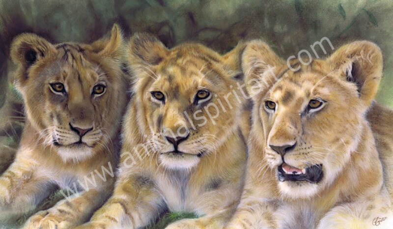 Three young lions