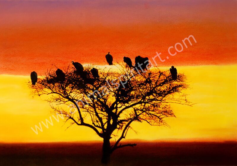 Vultures in a silhouetted tree at sunset