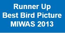 Runner Up Best Bird picture MIWAS 2023