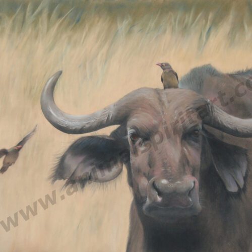 Buffalo and Red Billed Oxpeckers