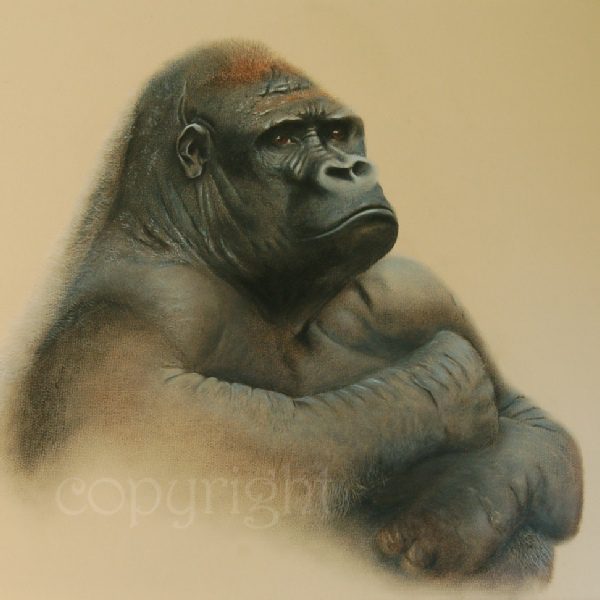 Grumpy Grandad - picture of a gorilla